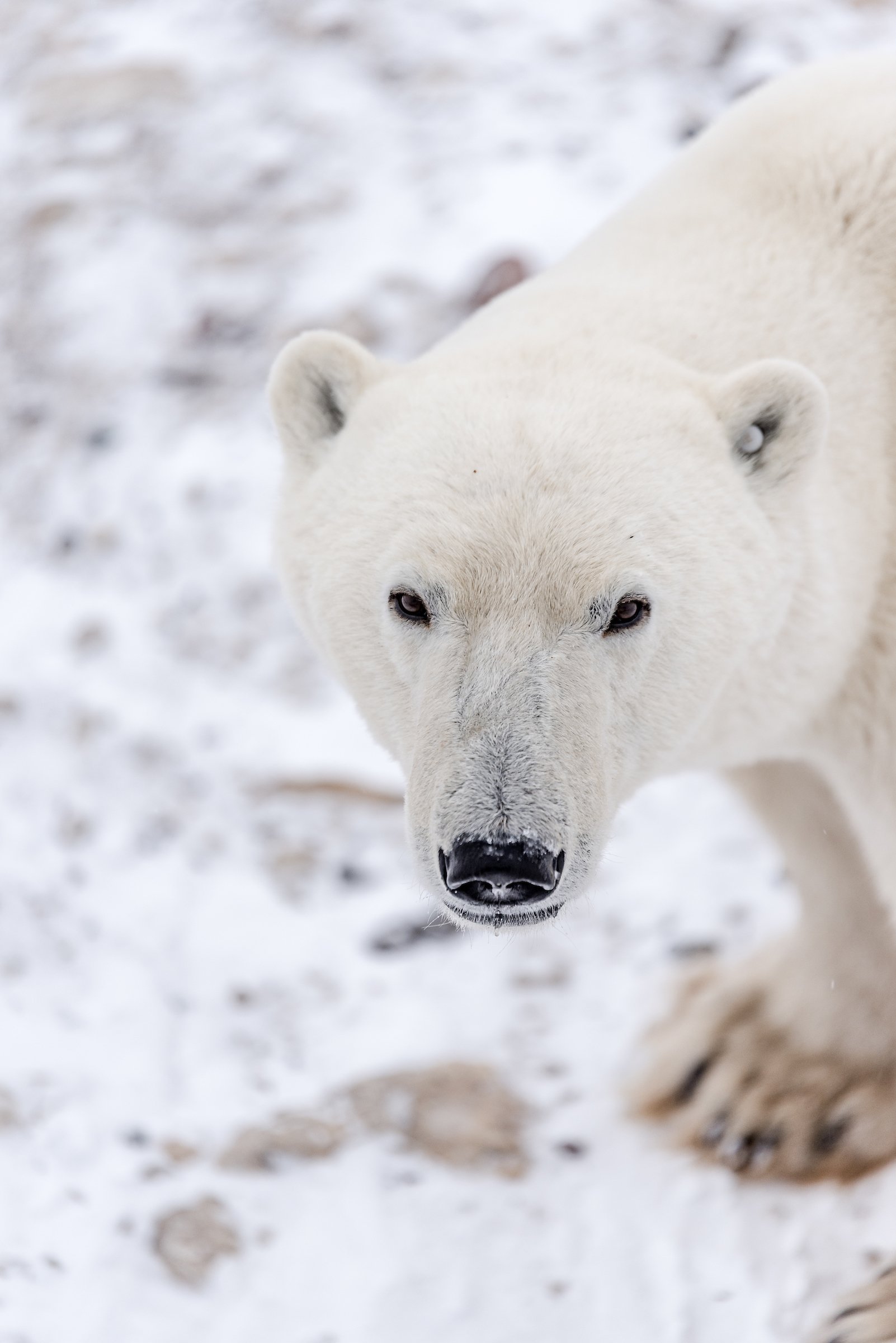 2020_Asset_Abby_Matheson_1245 polar bear in Churchill 2020_Asset_Abby_Matheson_1245 polar bear in Churchill
