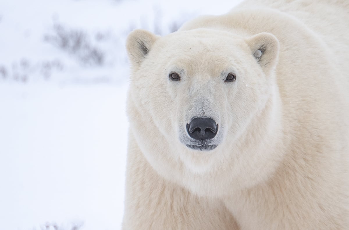 Polar Bear in Churchill, Canada