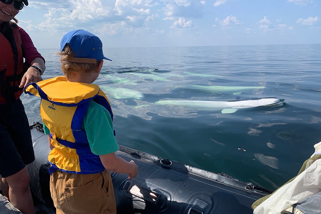A guest looks at beluga whales from a Zodiac