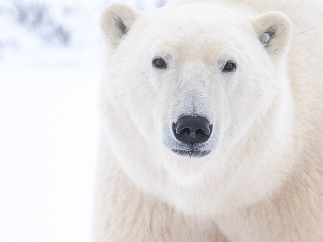 Polar Bear in Churchill © Abby Matheson