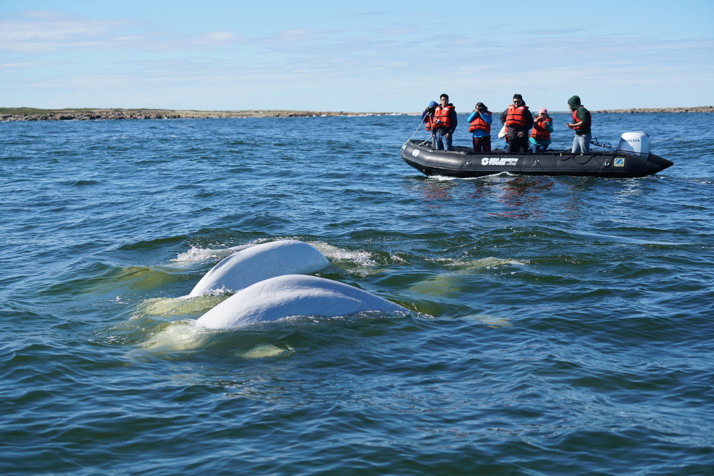 Beluga whales in the Churchill River. Photo Zhang Yongpen. Beluga whales in the Churchill River. Photo Zhang Yongpen.